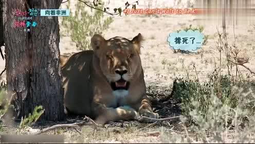 娱乐吃瓜君迅猛龙唱歌,迅猛龙跨界唱歌,音乐界新势力崛起 第2张 娱乐吃瓜君迅猛龙唱歌,迅猛龙跨界唱歌,音乐界新势力崛起 第2张